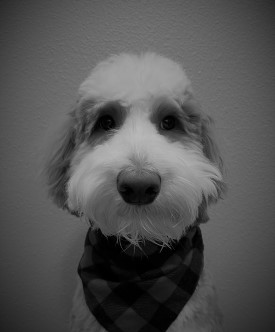 Oscar